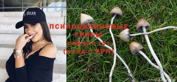PSILOCYBIN Магас