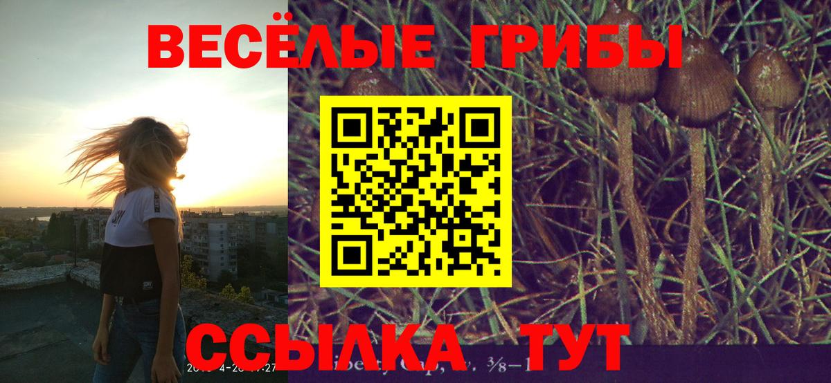 Галлюциногенные грибы Psilocybine cubensis Минусинск